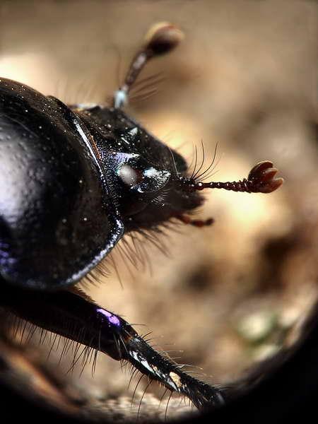 copris commun-02.jpg